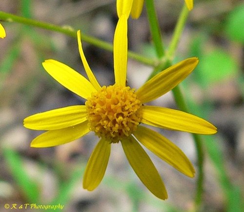 {Packera crawfordii}